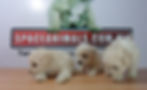 Compra venta de cachorros perros de raza caniche toy french poodle hembras y machos disponibles cria