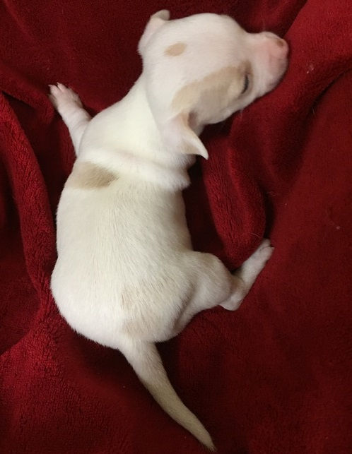 Miniatura: Chihuahua cabeza de venado