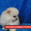 Thumbnail: Pomerania