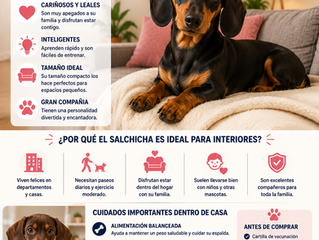 ¿Los Perros Salchicha Son Buenos para Interiores? Todo lo que Debes Saber Antes de Comprar Uno