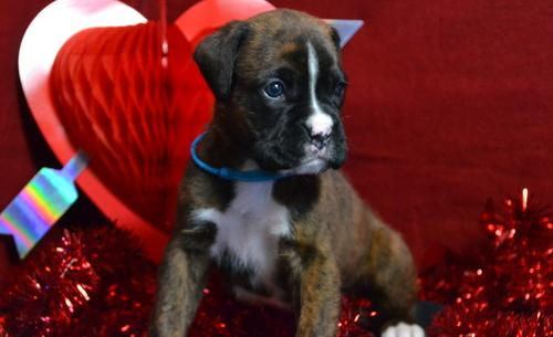 Miniatura: Boxer atigrado