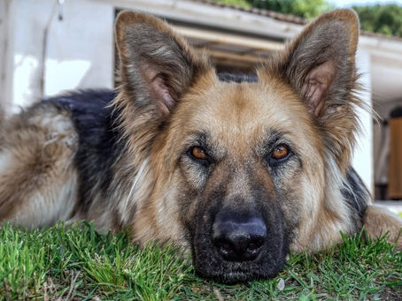 Problemas articulares en perros. ¿Son eficaces los condroprotectores?