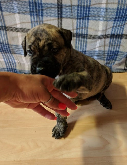 Thumbnail: Presa Canario