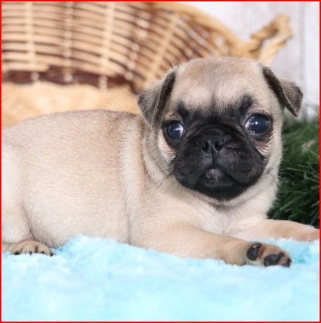 Thumbnail: Pug Cervato