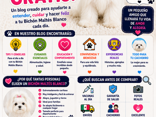 ¿Por qué el Bichón Maltés Blanco sigue siendo uno de los perros más adorables y elegantes del mundo? 🐶🤍✨