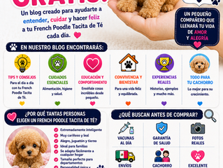 ¿Por qué el French Poodle Tacita de Té sigue siendo uno de los perros más pequeños y adorables del mundo? 🐶☕❤️