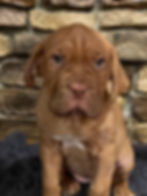 Miniatura: Dogo de burdeos