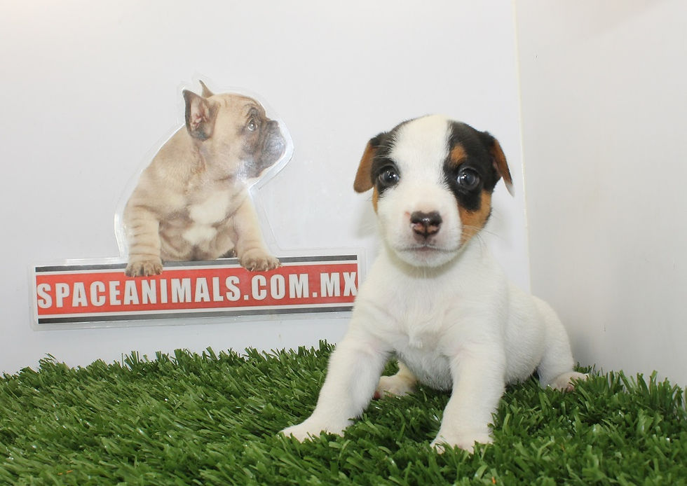 jack russell terrier pata corta compra venta de cachorros perros de raza criadero spaceanimals hembr