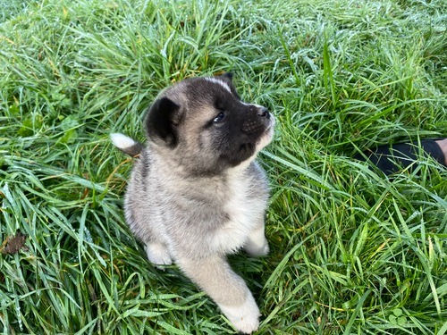 Miniatura: Akita Inu o Akita Japones  en Venta | Noble, Fiel y Reservado | Envío Gratis