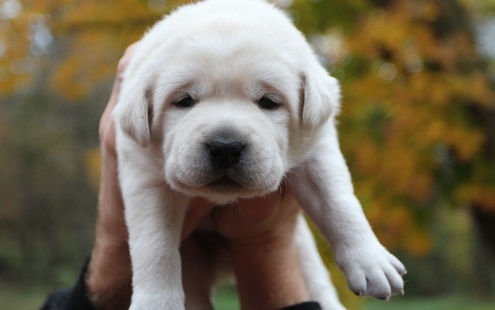 Miniatura: Labrador retriever de color Paja
