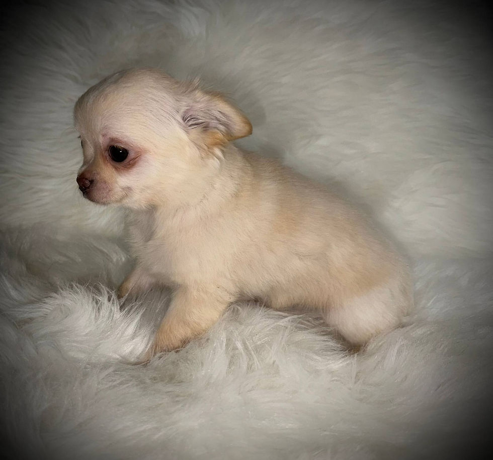 Thumbnail: Chihuahua de pelo largo