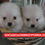 Thumbnail: Pomerania