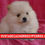 Thumbnail: Pomerania