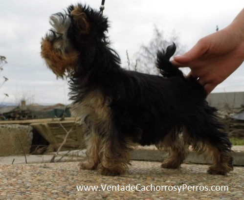 Yorkshire terrier miniatura 063