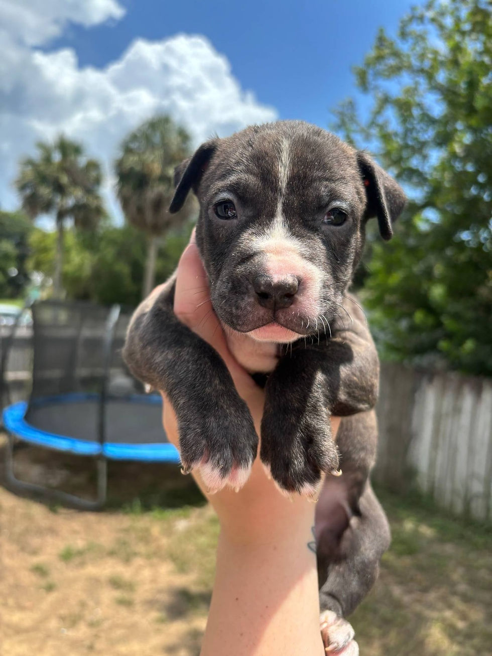 Thumbnail: Cachorros Pitbull Azul Originales | Ropa, Juguetes y Entrega Nacional Incluidos