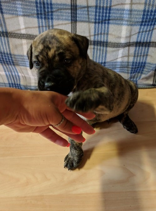 Thumbnail: Presa Canario