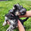 Miniatura: Schnauzer sal y pimienta