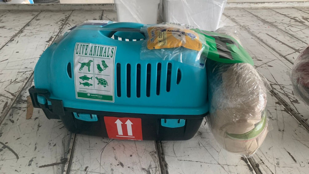 es seguro el envio ventadecachorrosyperros confiable (12).jpeg