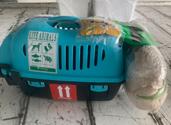 es seguro el envio ventadecachorrosyperros confiable  (12).jpeg