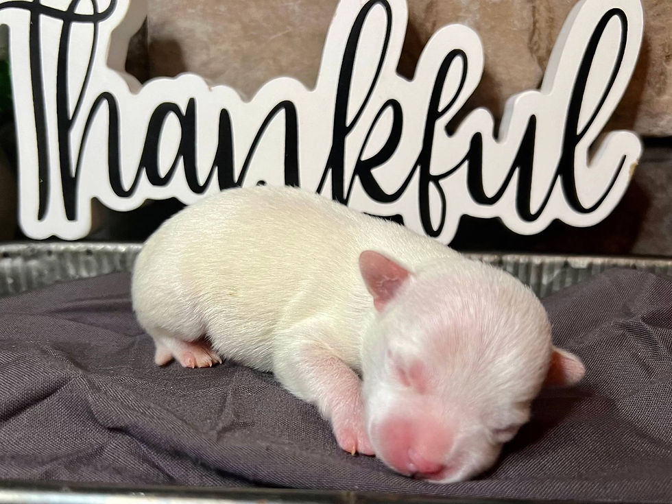 Thumbnail: Chihuahua cabeza de manzana