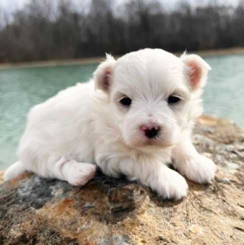 Thumbnail: Bichón Maltés Miniatura en Venta | Envío Gratis + Garantía y Certificado Médico