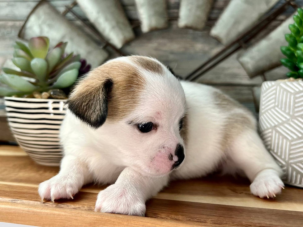 Thumbnail: Chihuahua cabeza de manzana