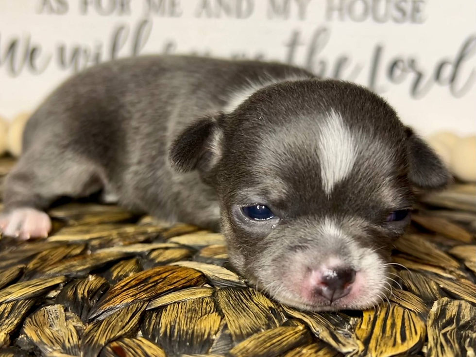 Thumbnail: Chihuahua cabeza de manzana