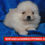 Thumbnail: Pomerania