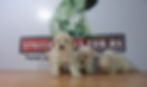 French Poodle De Bolsillo compra ventadecachorrosperros.com criadero spaceanimals.com (1)