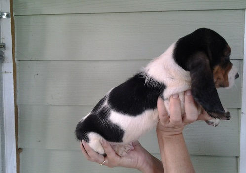 Thumbnail: Basset Hound Tricolor