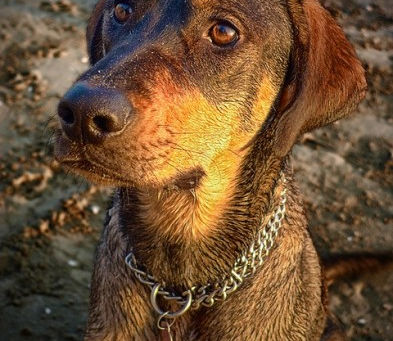 Diferencias de comportamiento entre razas de perros