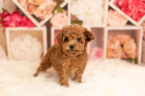 Miniatura: French Poodle Tacita de Té Rojo o Apricot | Envío Gratis + Garantía Certificado