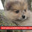 Thumbnail: Pomerania