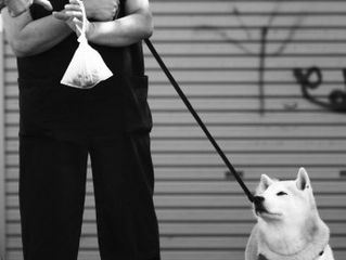 Razones para recoger los excrementos de nuestros perros