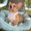 Miniatura: Welsh pembroke corgi