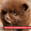 Thumbnail: Pomerania