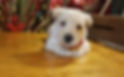 Compra venta de cachorros perros de raza Terrier Escoces Color Trigo hembras y machos disponibles cr
