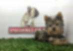 compra venta de cachorros perros de raza yorkshire terrier miniatura criadero spaceanimals hembras