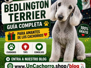 ¿Por qué el Bedlington Terrier parece un pequeño corderito y conquista a tantas familias? 🐶🐑❤️