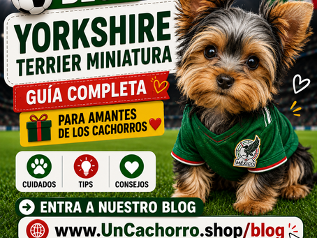 ¿Por qué el Yorkshire Terrier Miniatura sigue siendo uno de los perros pequeños más populares del mundo? 🐶✨💛