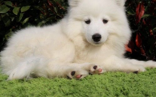 Thumbnail: Samoyedo