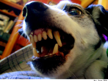 Mi perro es agresivo conmigo o con alguien de mi familia. ¿Qué hago?