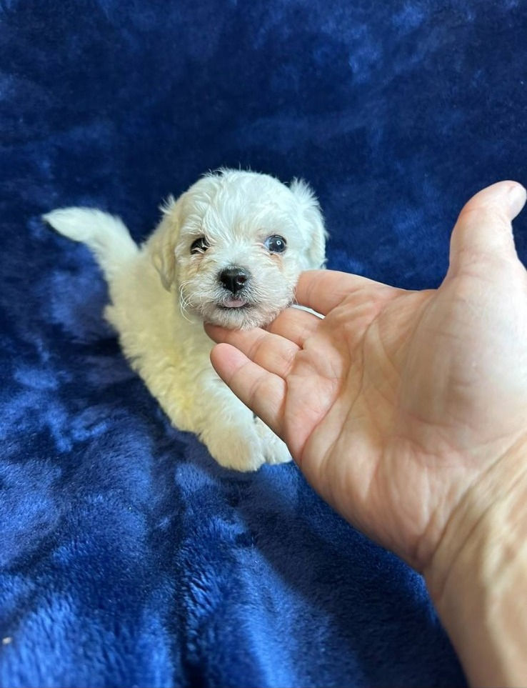 Miniatura: Bichon Frise