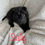 Thumbnail: Shar Pei americano