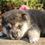 Miniatura: Shiba Inu en Venta | Independiente, Leal y Súper Inteligente | Envío Gratis