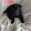 Thumbnail: Shar Pei americano