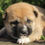 Miniatura: Shiba Inu en Venta | Independiente, Leal y Súper Inteligente | Envío Gratis