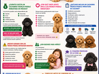 Venta de Cachorros French Poodle Miniatura en México: El Pequeño Genio Que Te Robará El Corazón 🐶❤️