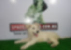 Pastor suizo blanco pastor aleman blanco compra venta de cachorros perros de raza criadero spaceanim