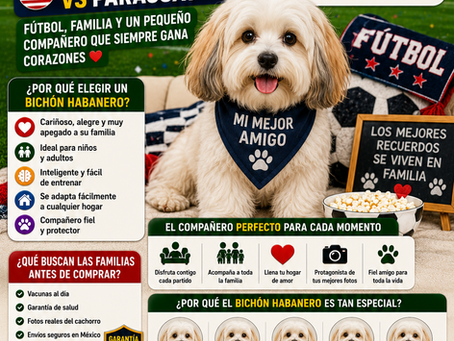 Bichón Habanero y el Partido Estados Unidos vs Paraguay: Un Pequeño Compañero Que Siempre Gana Corazones ⚽🐶❤️